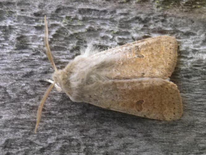 Orthosia cruda © HALLART Guénael