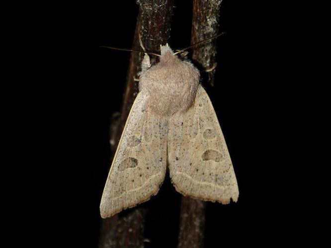 Orthosia gracilis © BARBIER Simon