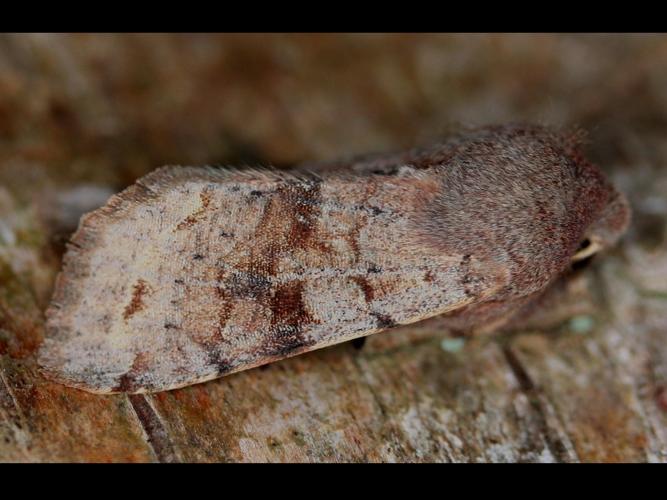 Orthosia incerta © LETHEVE Xavier