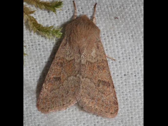 Orthosia miniosa © DANTEN Benoit