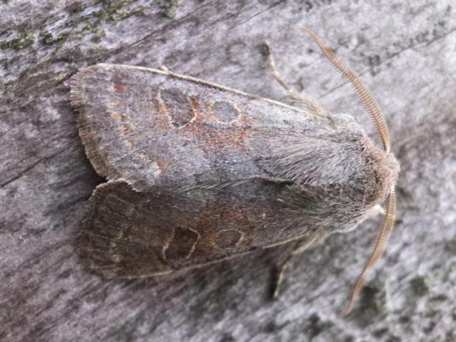 Orthosia populeti © HALLART Guénael