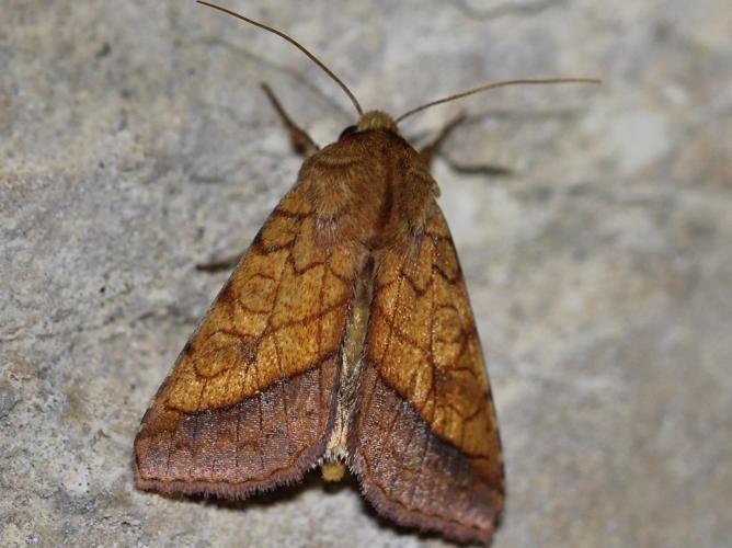 Pyrrhia umbra © COLINDRE Laurent