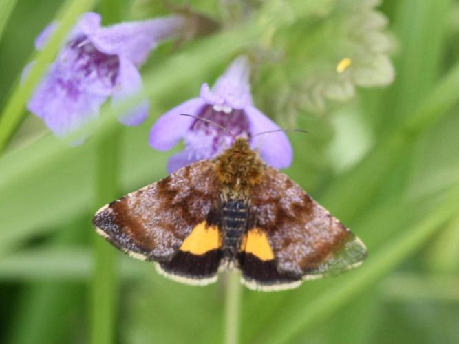 Panemeria tenebrata © LETHEVE Xavier