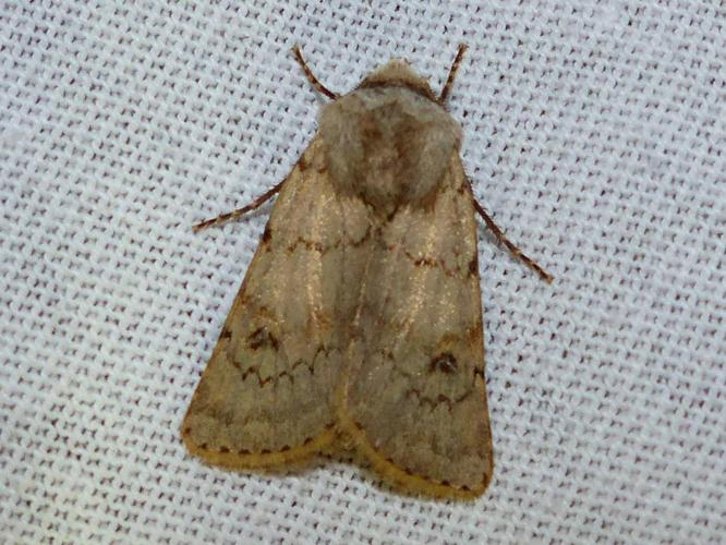 Agrotis cinerea © DEROZIER Carole