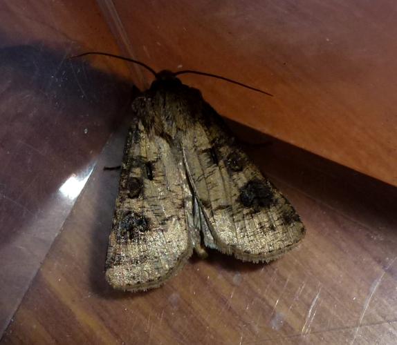 Agrotis clavis © MAILLIER Sébastien