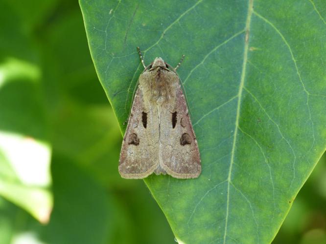 Agrotis exclamationis © BARBIER Simon