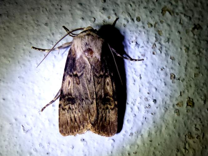 Agrotis puta © MAILLIER Sébastien