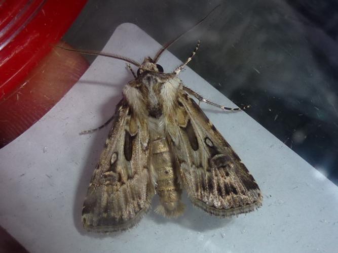 Agrotis vestigialis © MAILLIER Sébastien