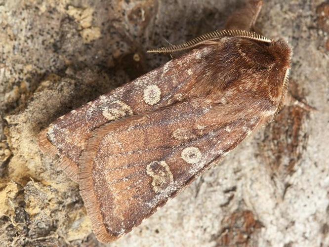 Cerastis leucographa © HALLART Guénael