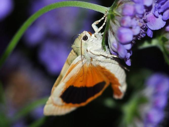 Noctua fimbriata © GUILLEMOT Arlette