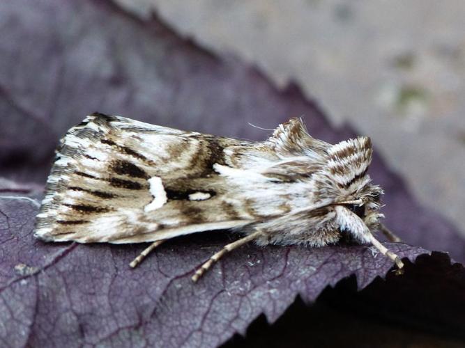 Calophasia lunula © BARBIER Simon