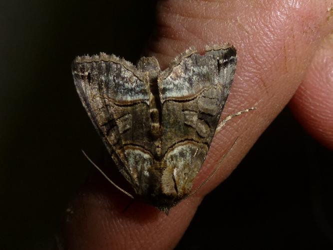 Abrostola tripartita © MAILLIER Sébastien