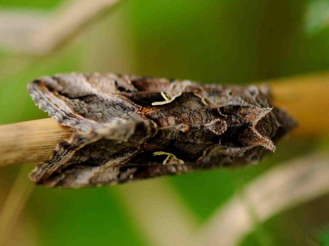 Autographa gamma © MATHOT William