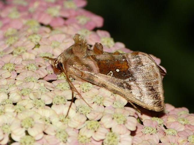 Autographa jota © BARBIER Simon