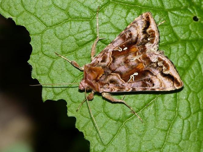 Autographa pulchrina © BARBIER Simon