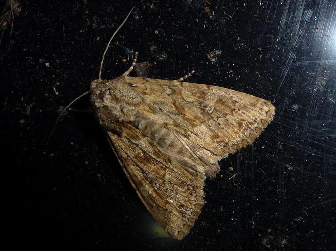 Apamea anceps © MAILLIER Sébastien