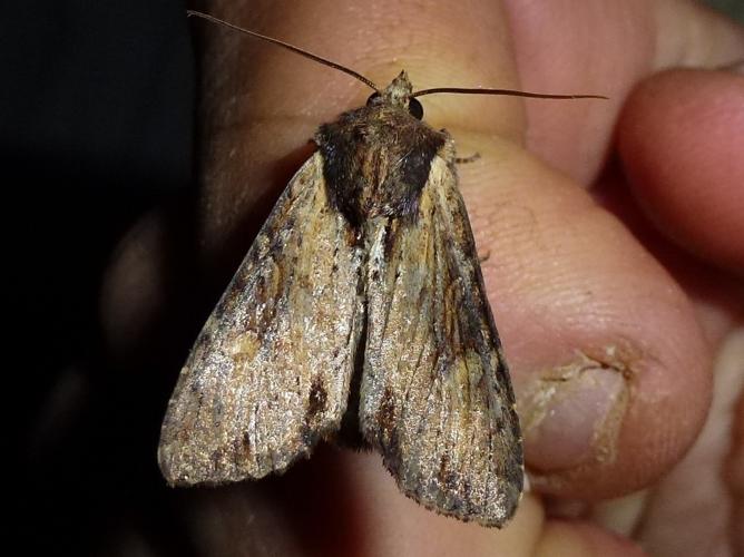 Apamea crenata © MAILLIER Sébastien