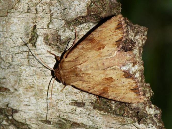 Apamea sublustris © BARBIER Simon