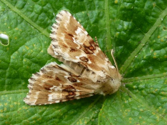 Eremobia ochroleuca © MAILLIER Sébastien