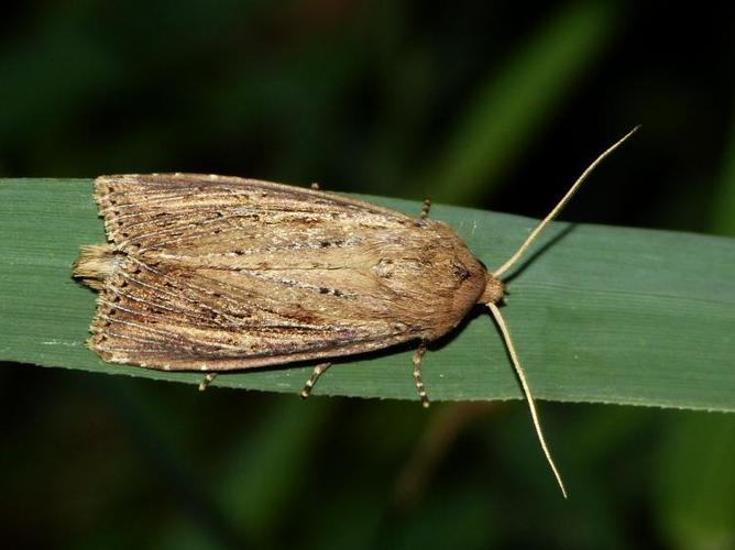 Nonagria typhae © BARBIER Simon