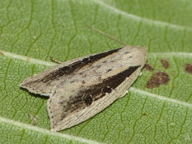 Chilodes maritima © BARBIER Simon