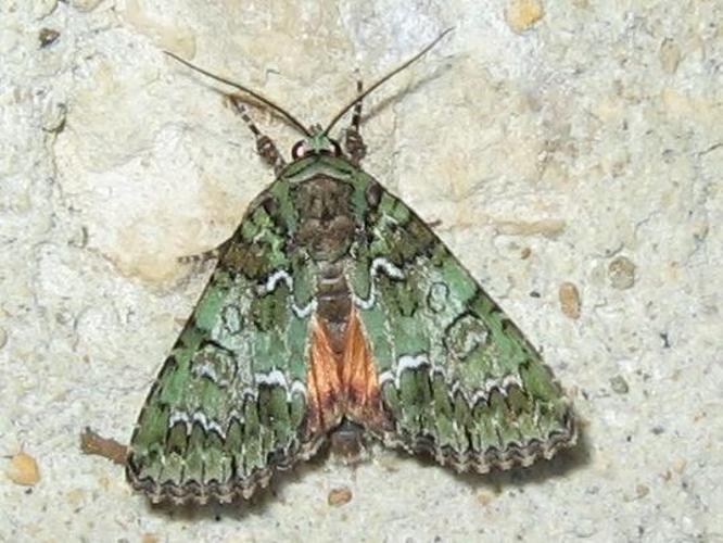 Polyphaenis sericata © LETHEVE Xavier