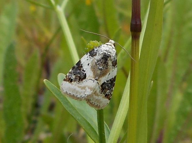 Pseudeustrotia candidula © HERMANT Thomas