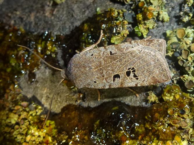 Conistra rubiginosa © MAILLIER Sébastien