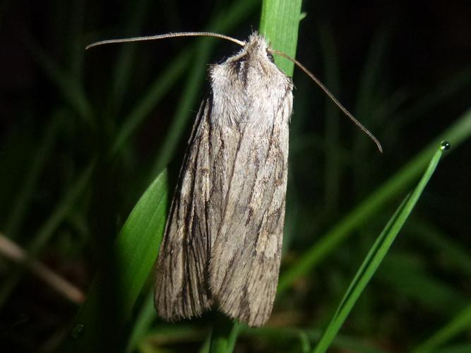 Lithophane leautieri © MAILLIER Sébastien