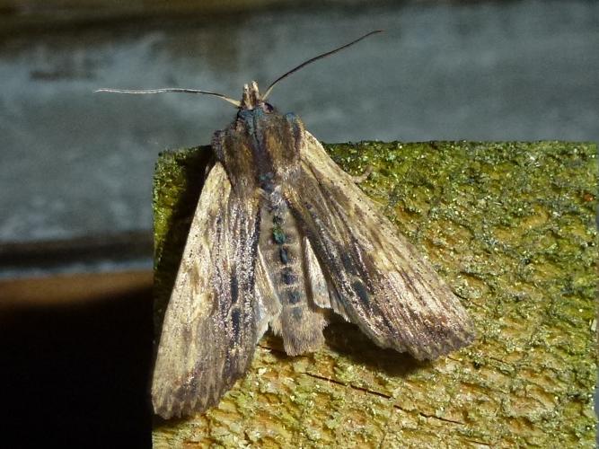 Lithophane semibrunnea semibrunnea © MAILLIER Sébastien