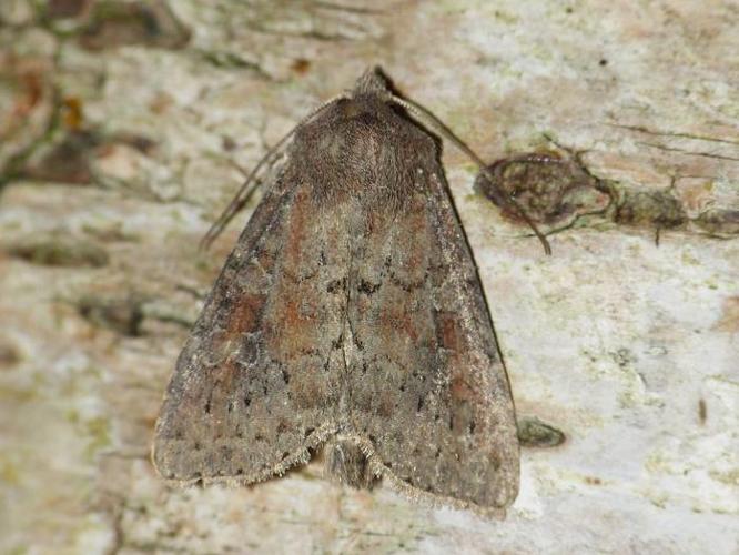 Parastichtis suspecta © BARBIER Simon