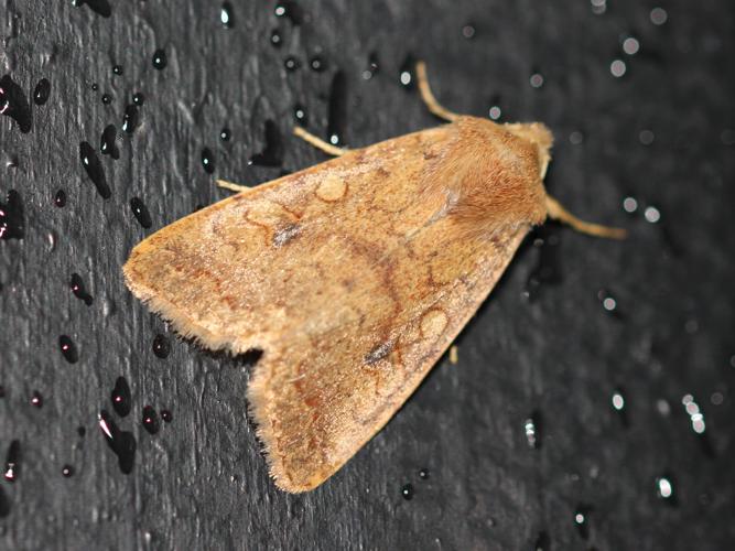 Agrochola circellaris © COLINDRE Laurent