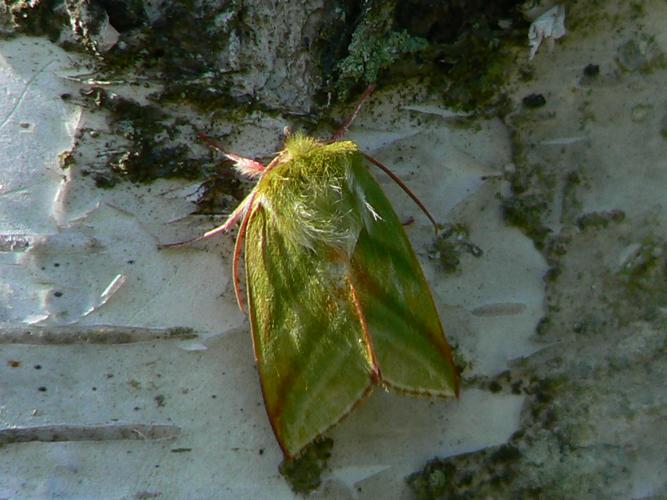 Pseudoips prasinana © DEROZIER Carole