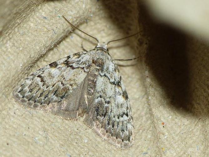 Meganola strigula © BARBIER Simon