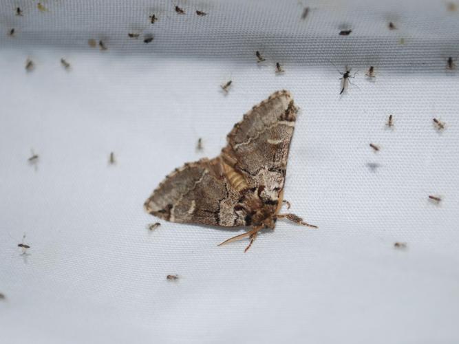 Drymonia obliterata © GERARD Thibaut