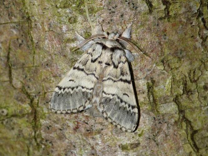 Drymonia ruficornis © BARBIER Simon