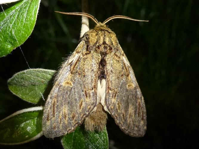 Peridea anceps © MAILLIER Sébastien