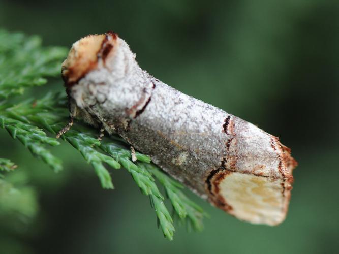 Phalera bucephala © MATHOT William