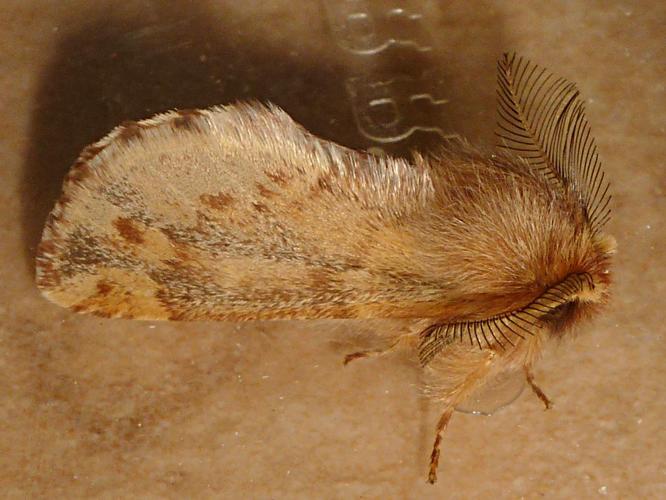 Ptilophora plumigera © BERTRAND Michel (ADEP)