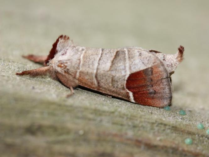 Clostera curtula © LETHEVE Xavier