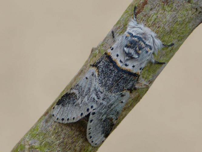 Furcula bifida © BARBIER Simon