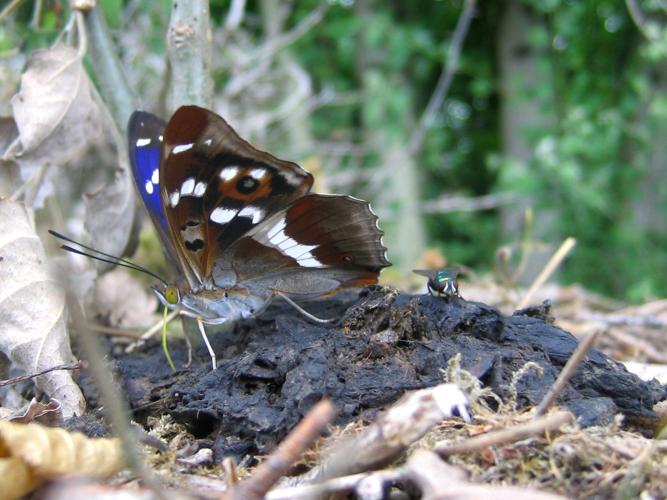 Apatura iris © LEGRIS Sébastien