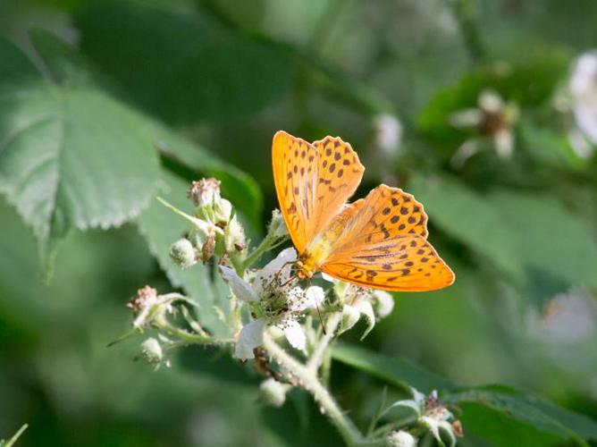 Argynnis paphia © TONDELLIER Bruno