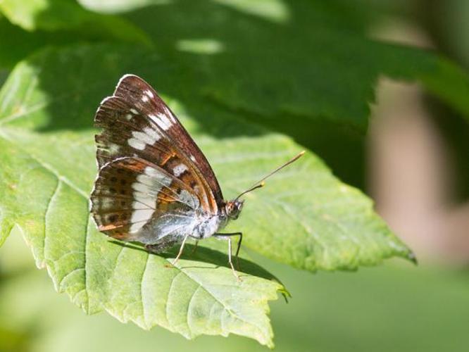 Limenitis camilla © TONDELLIER Bruno