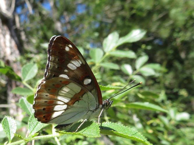 Azuritis reducta © MAILLIER Sébastien