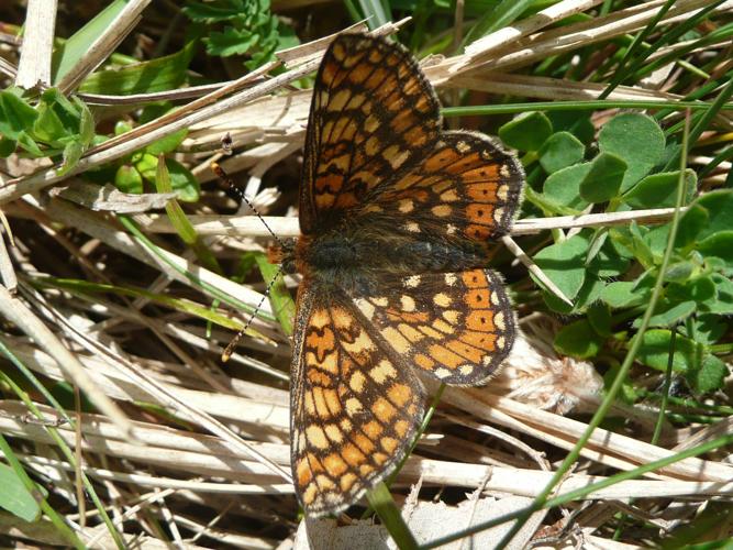 Euphydryas aurinia © MAILLIER Sébastien