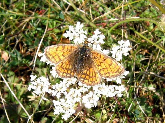 Mellicta athalia © MAILLIER Sébastien