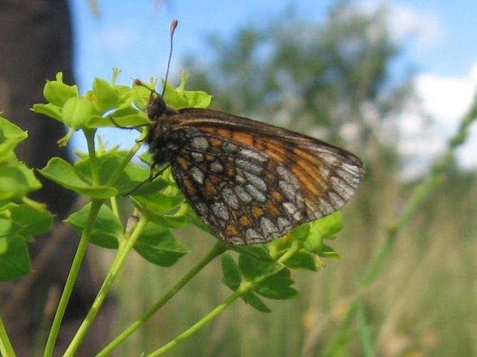 Mellicta aurelia © LETHEVE Xavier