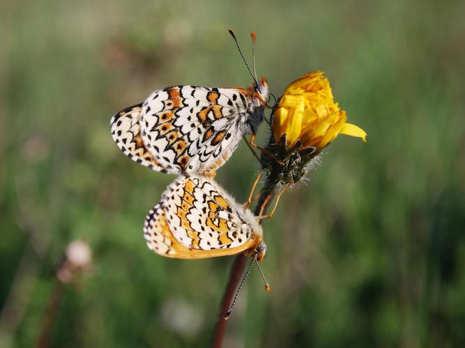 Melitaea cinxia © GERARD Thibaut