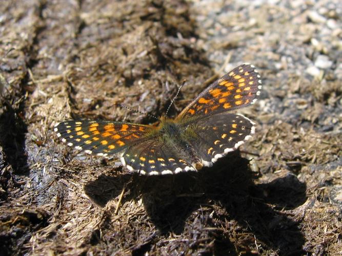 Melitaea diamina © LEGRIS Sébastien